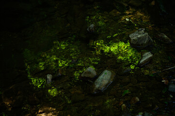 緑に光る川