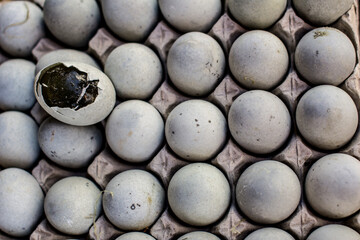 Thousand Year Egg, China