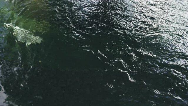 Amur carp swim slowly in an open pond. Relaxation. Close-up.