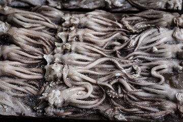 Frozen Squid Chinese market