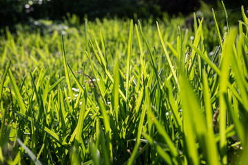 Backlit grass closeup. Grassy meadow on a sunny day