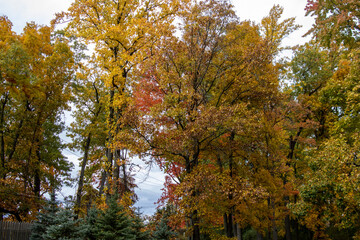 autumn in the forest