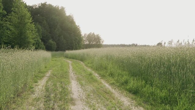 Background image of a field with wheat and a road near the forest in the rays of the sun. Slow motion