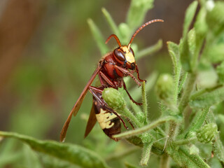 Oriental Hornet wasp. Vespa orientalis.      
