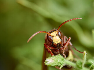 Oriental Hornet wasp. Vespa orientalis.      