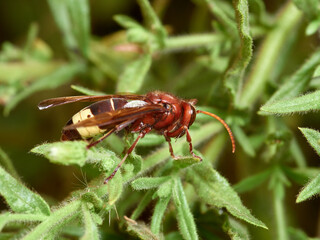 Oriental Hornet wasp. Vespa orientalis.      