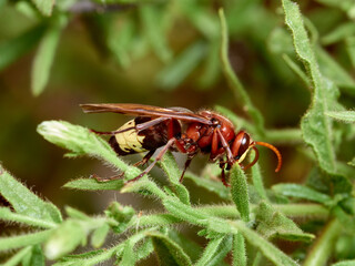 Oriental Hornet wasp. Vespa orientalis.      