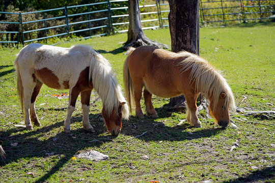 A picture of grazing miniature horses