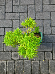 Pictures of Golden false aralia also known as euodia ridleyi