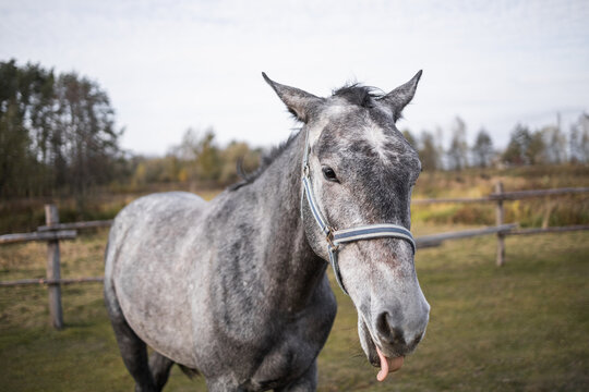 A gray horse walks in an aviary along the fence. Animal hanging out tongue