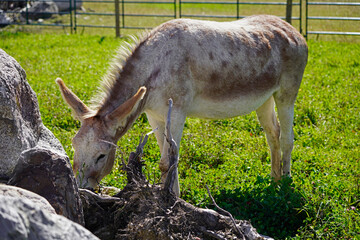 A picture of a spotted brown gray donkey
