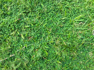 this grass is called elephant grass, it grows in wetlands.