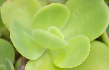 Close up of a green flower in a garden