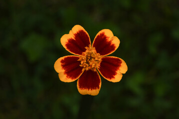orange flower in the garden