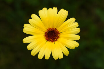 yellow flower