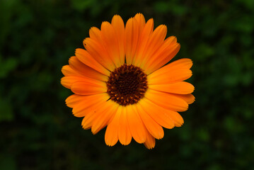 orange gerbera flower