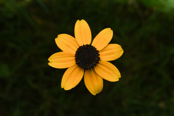 yellow flower in the garden