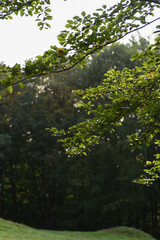 tree in the forest