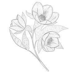 Helleborous outline botanical illustration