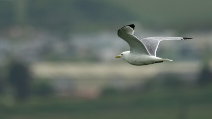 Kittiwake (Rissa tridactyla) flying over the Yorkshire coast, UK