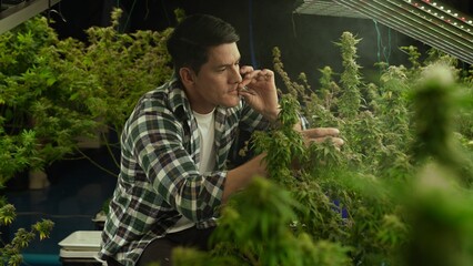 Marijuana farmer smoking rolled marijuana weed joint in curative marijuana farm for recreation or testing examination of his own marijuana quality