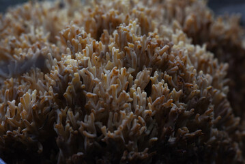 Fototapeta na wymiar coral reef in forest