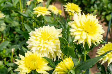 世羅高原農場の黄色のダリア