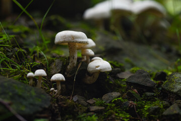 mushroom in the forest