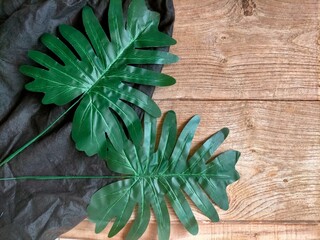 christmas tree branches with phillidenron leaf on wood background 