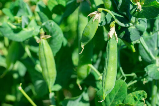 Macro of growing peas in the field, Ripe fresh green peas in organic farm, Green peas hanging in plant...