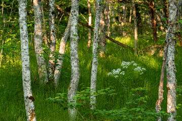 Birch trees in green forest