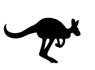 kangaroo vector illustration