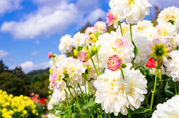 世羅高原農場の白のダリア
