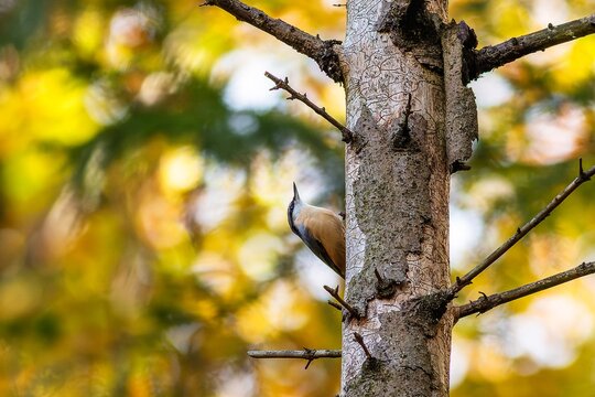 The wood nuthatch, a small passerine bird, climbing upon a tree trunk with bark peeled off. Orange, green and yellow leaves make a colorful background. Sunny autumn day in the beechwood.