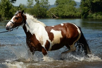 Badetag mit Pferd. Geschecktes Pferd im Fluss