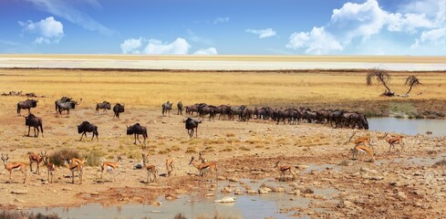 Large herd of Wildebeest going to quench their thirst at a small pretty waterhole, with the open...