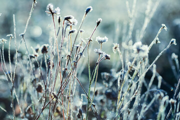Frost on the plants in the autumn