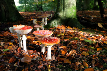 Fly agaric mushrooms in beech woodland, Surrey, UK. - obrazy, fototapety, plakaty
