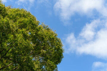 木と空