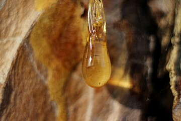 a drop of amber resin flows down a tree trunk