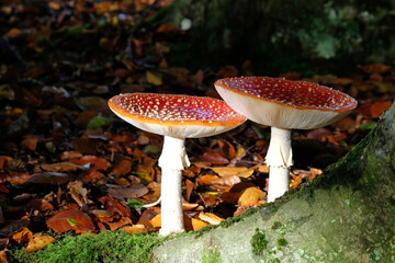 Fly agaric mushrooms in beech woodland, Surrey, UK.