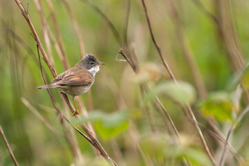 Common whitethroat (Sylvia communis), migratory warbler species, Yorkshire, UK
