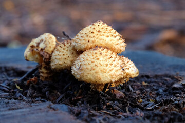 Shaggy Scalycap mushrooms in beech woodland, Surrey, UK.