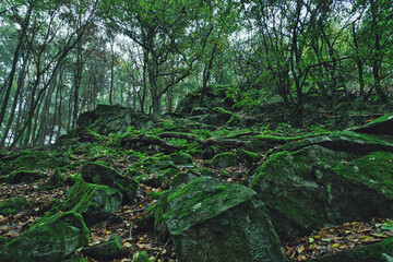 Felsenmeer unter dem Wald