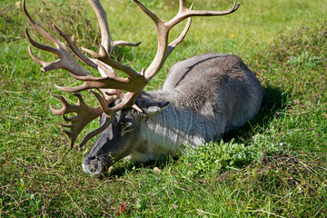 A picture of lying boreal woodland caribou from Canada