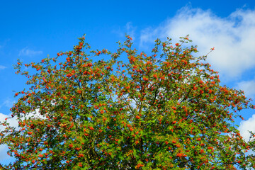 A rowan shrub (sorbus aucuparia) with ripe orange rowan berries in sunlight.