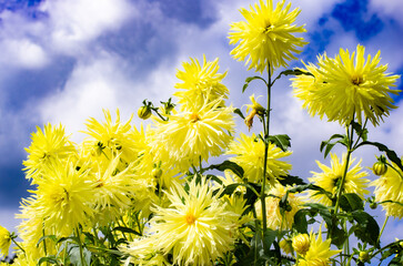 世羅高原農場の黄色のダリア