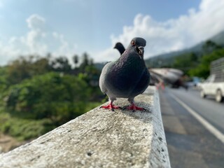 Gray Pigeon standing on the bridge