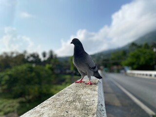 Pigeon standing on the bridge