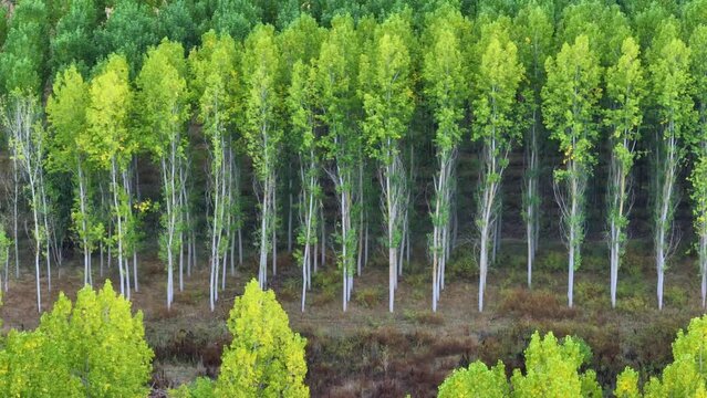 Choperas (Populus sp.) in autumn in the river Eresma and hermitage of Ntra. Se&ntilde;ora las Vegas. Aerial view from a drone. Ahusin Chickadee. Province of Segovia. Castile and Leon. Spain. Europe